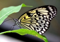 Butterfly Farm © Robert Pittman